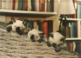 3kitten.jpg