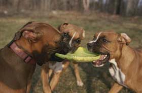 boxer.jpg