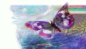 butterfly.jpg