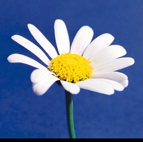 daisy!.jpg