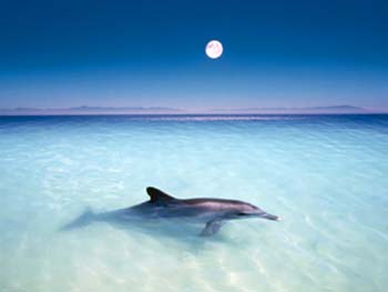 dolphin.jpg