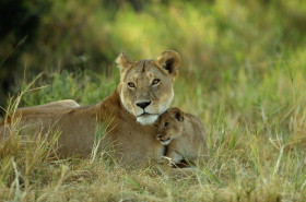 lions1.jpg