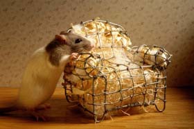 raton_perez.jpg