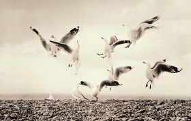 seagull.jpg