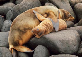 seal_lions.jpg