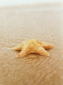 starfish.jpg